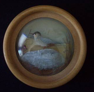 Arctic Tern